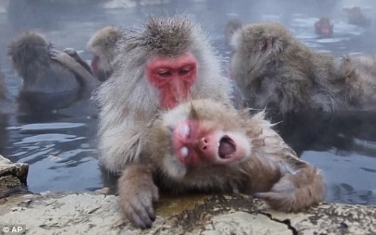 maymunlarla-spa-keyfi